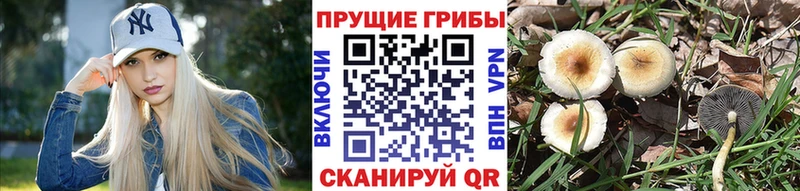 kraken онион  Мыски  Псилоцибиновые грибы мицелий 